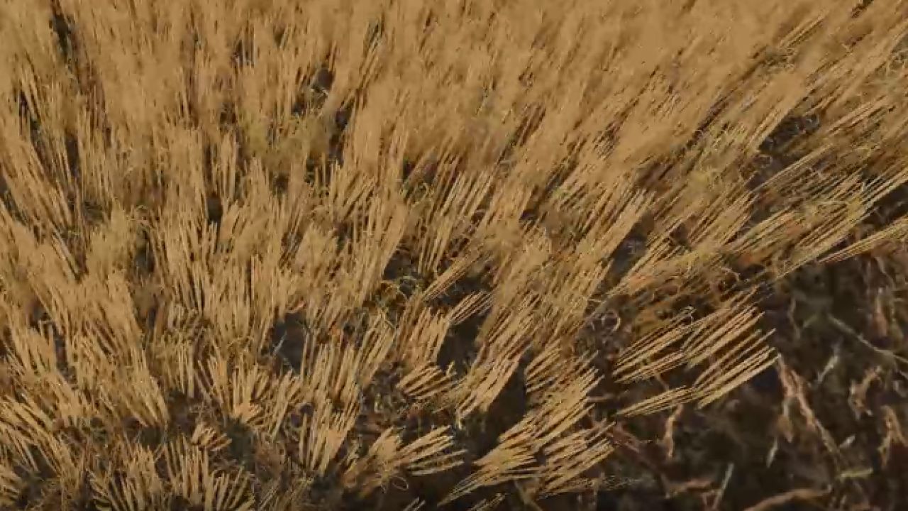 Реалістичні Текстури Зрізаної Пшениці та Ячменю (Cut Wheat/Barley) для Farming Simulator 25