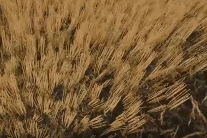 Реалістичні Текстури Зрізаної Пшениці та Ячменю (Cut Wheat/Barley) для Farming Simulator 25 — 2