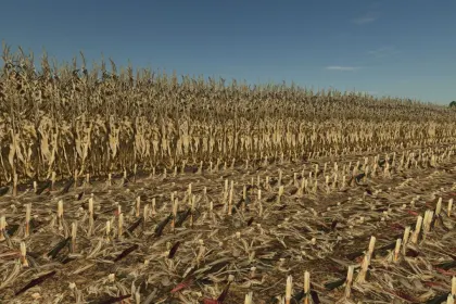 Realistic Dry Corn Texture for Farming Simulator 25