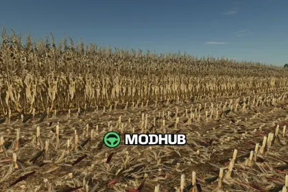 Realistic dry corn texture V1.0 for FS25