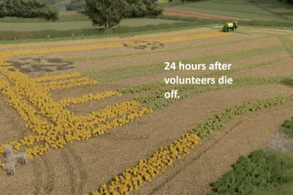 Мод самосійних культур та бур'янів для Farming Simulator 25 — 6