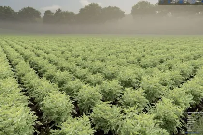 Nowy prefab Okra (Bame) i Edamame (Zielona Soja) dla Farming Simulator 25 — Warzywa — 3