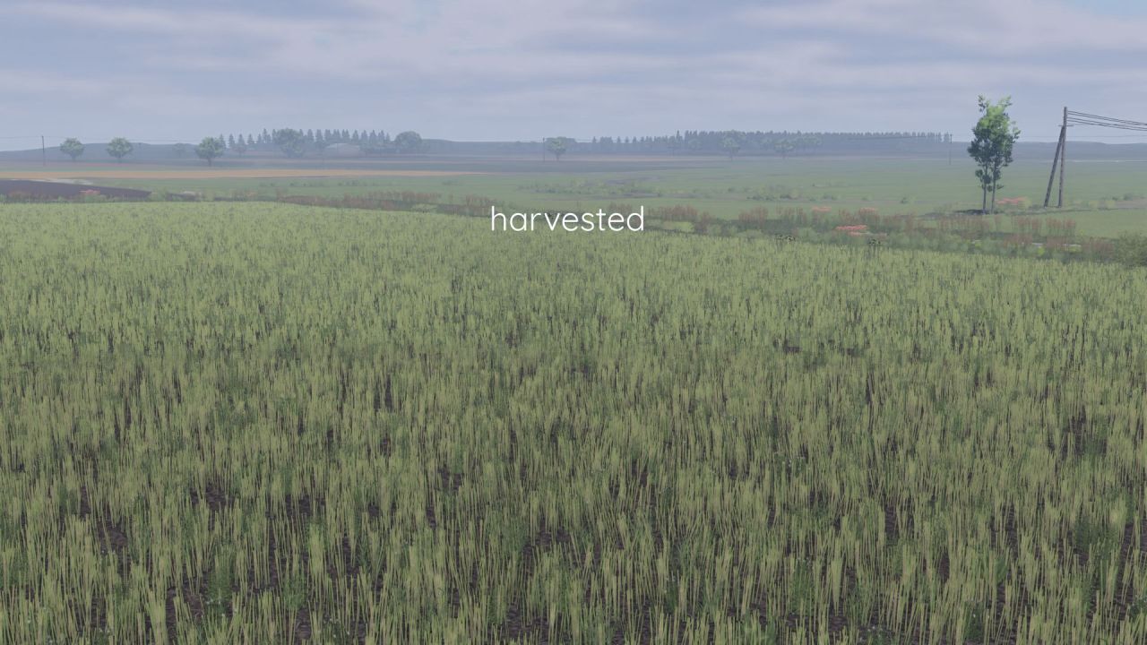 Ulepszona Tekstura Rzepaku Better Canola Texture dla Farming Simulator 25 - Zrzuty ekranu